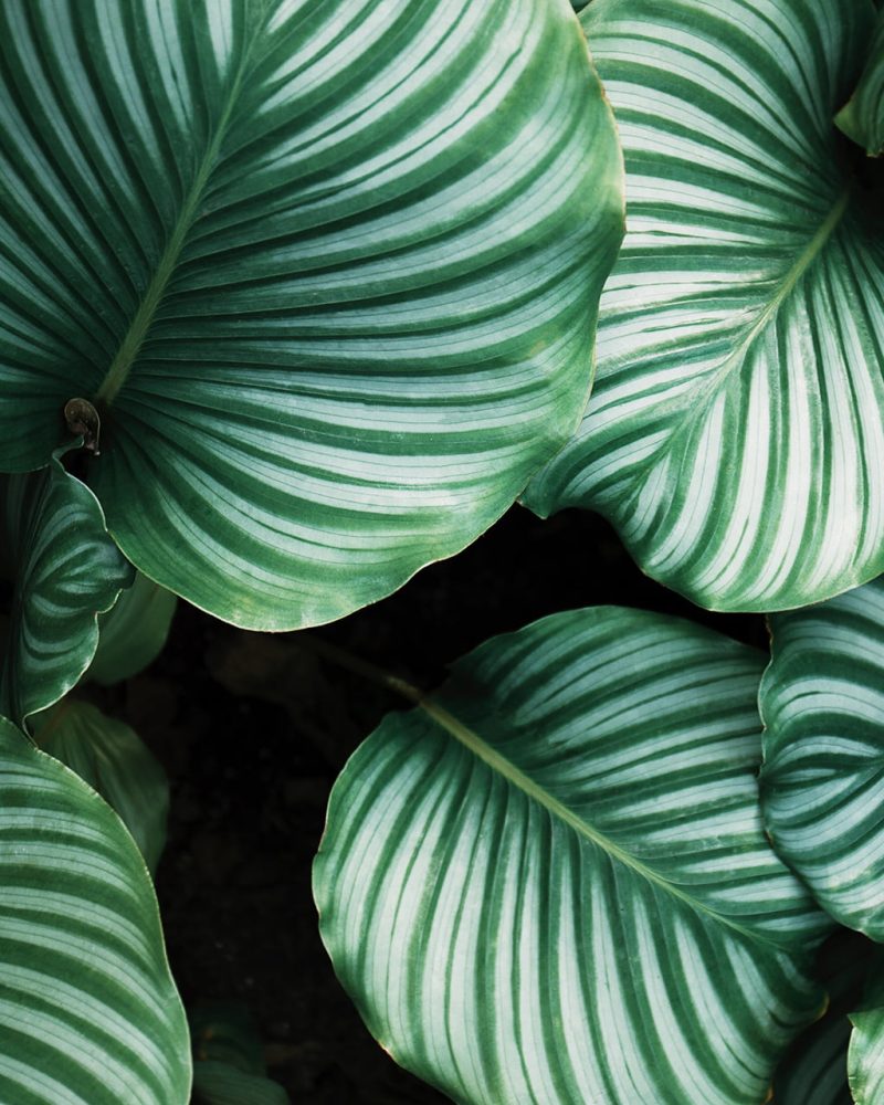 Infusion Therapy for Cancer